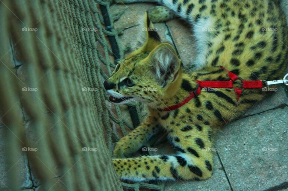 baby wildcat on leash