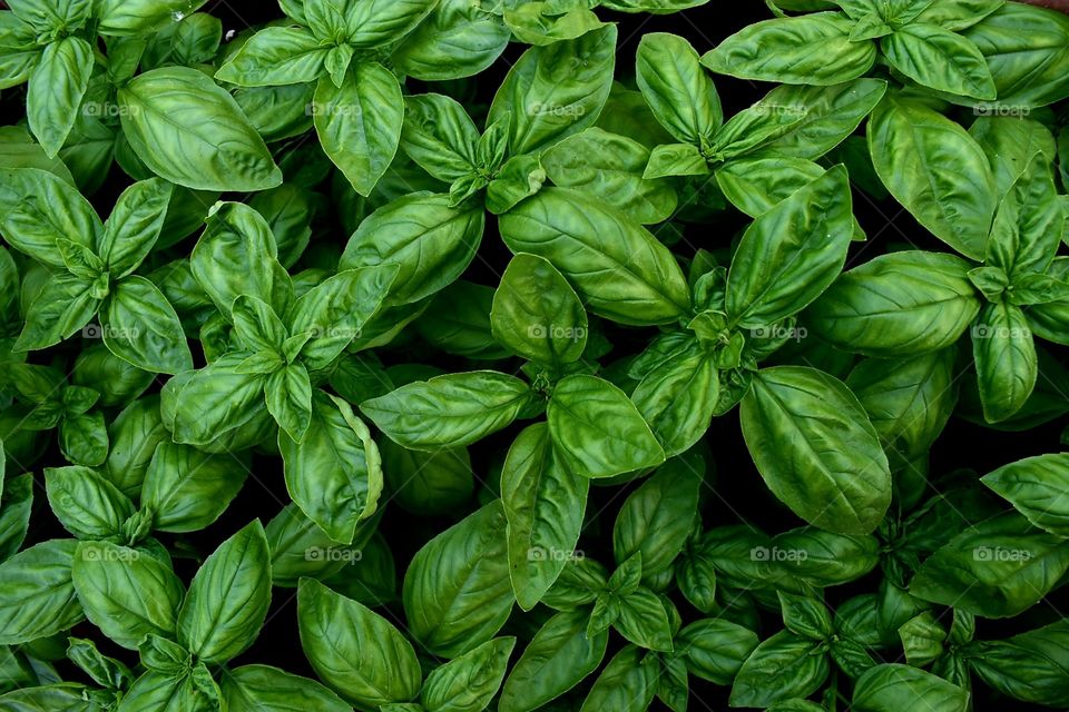 Basil