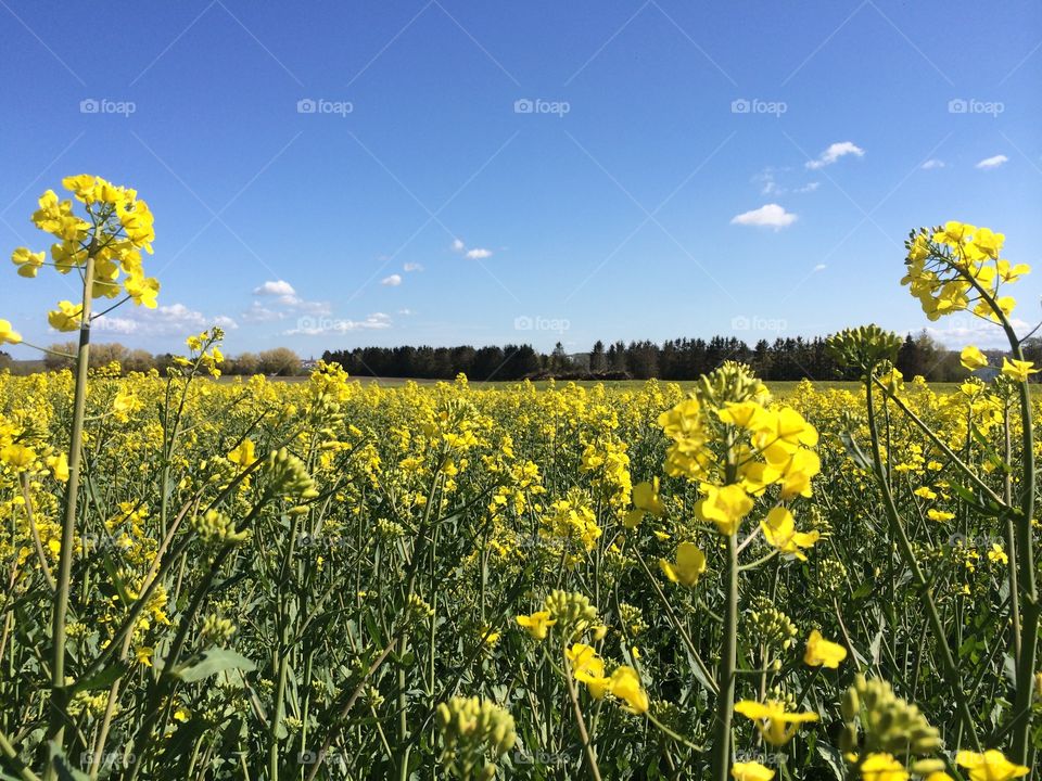 Yellow field. Yellow field, Holbaek, Denmark, spring 2015