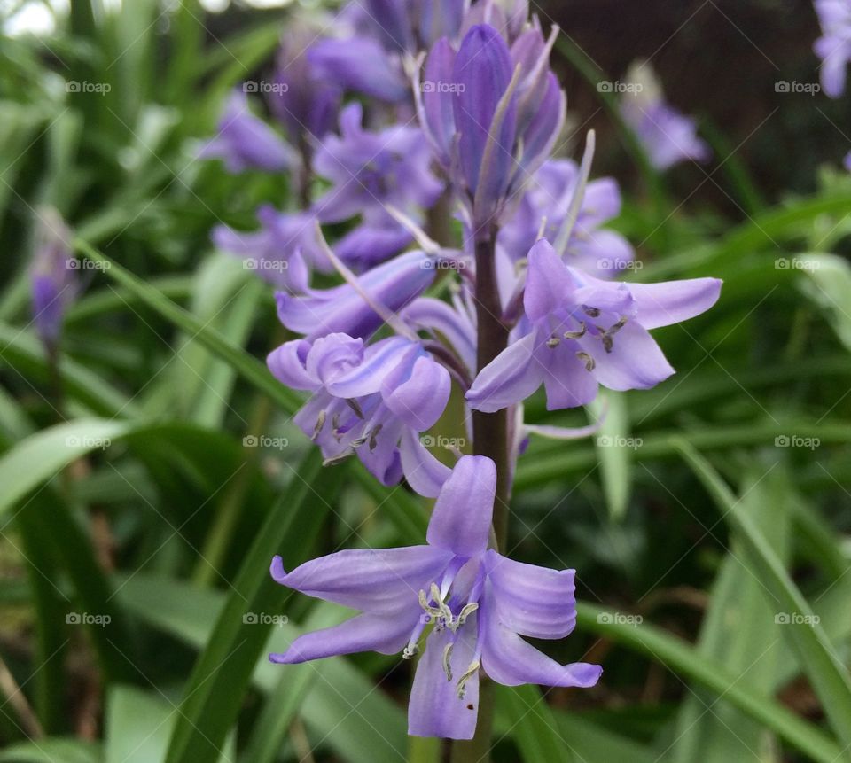 Wild Bluebells. Clump of bluebells on the hill ...