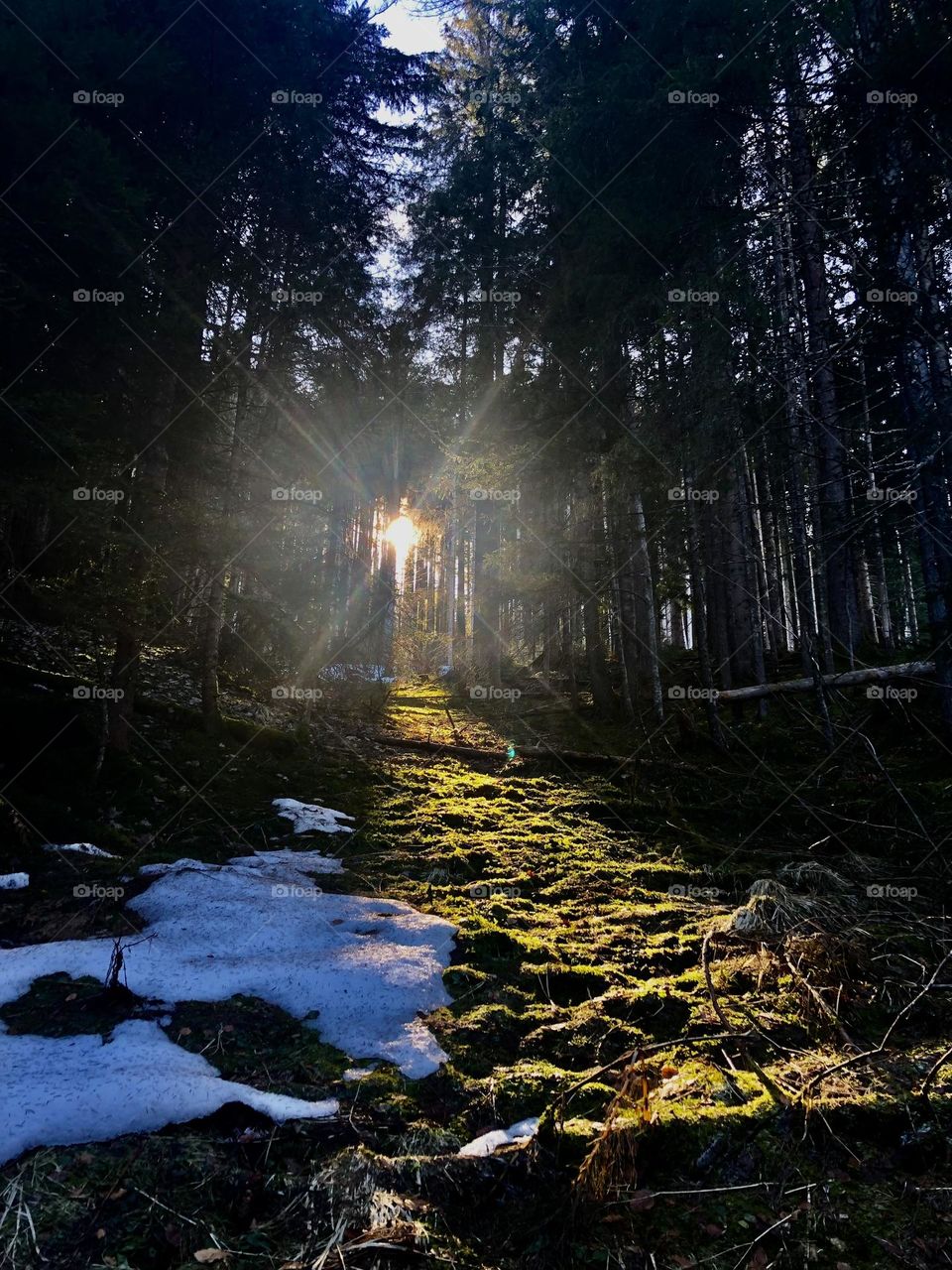 Sun lightstream thrue the woods 