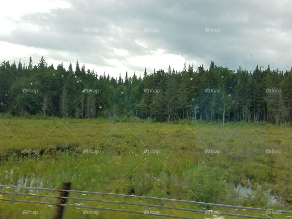 Landscape, Wood, Tree, Nature, No Person