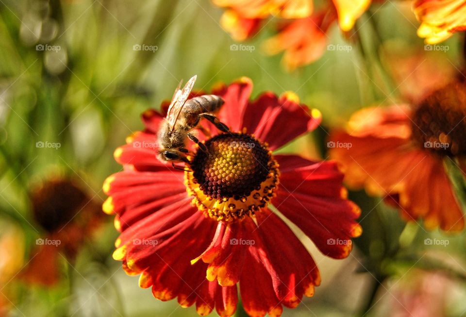 bee and flowers