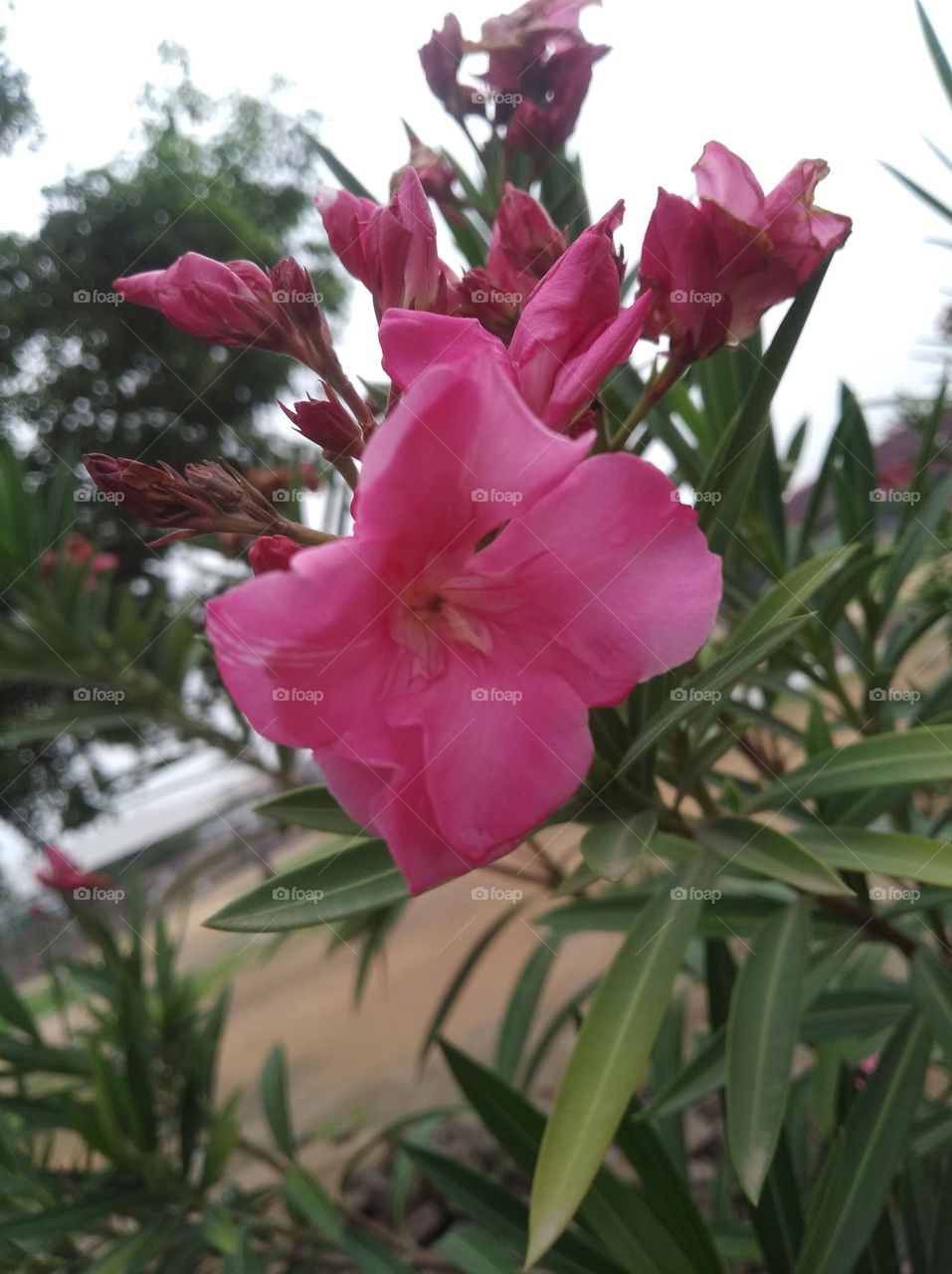 pink flower seasonal fresh shurb small size looks very beautiful generally found everywhere