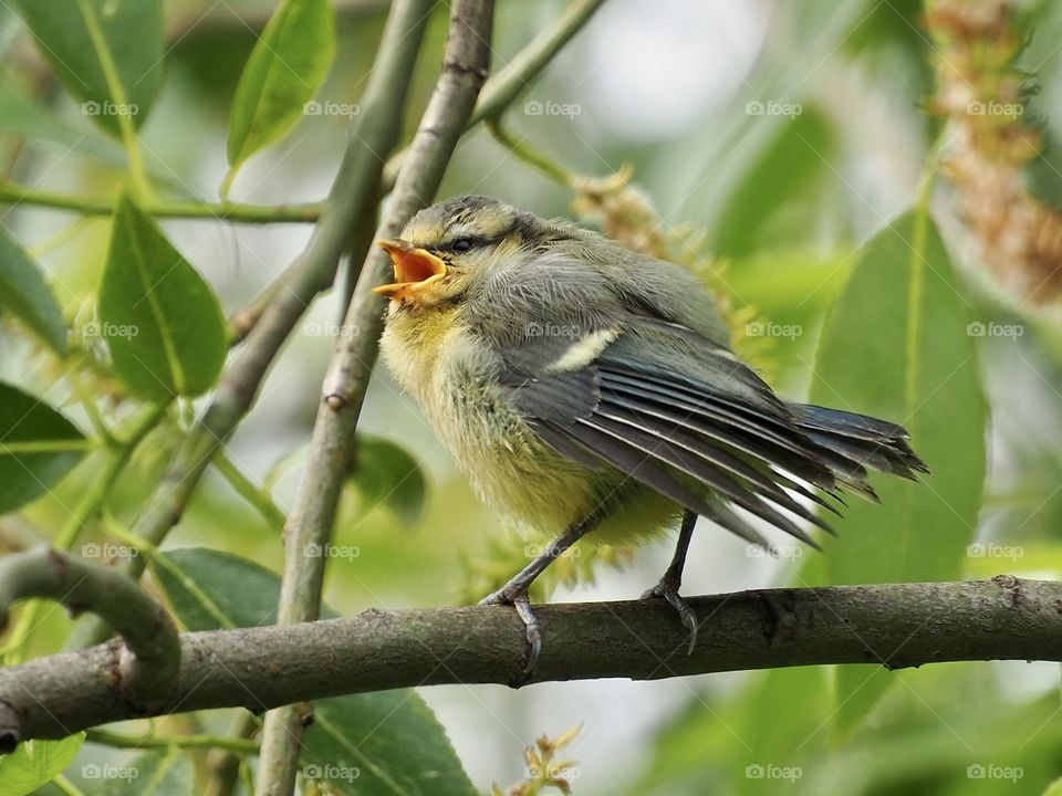 Blue tit youngster