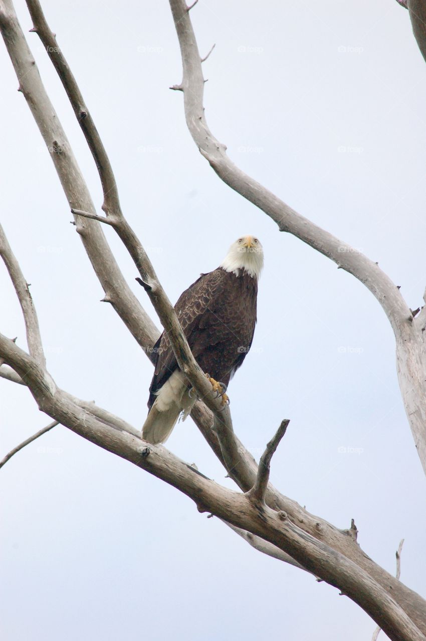 Lone Eagle In Tree