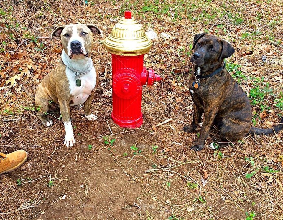 Fire hydrant a dogs best friend 