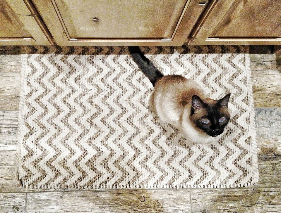 When your cat matches your rug