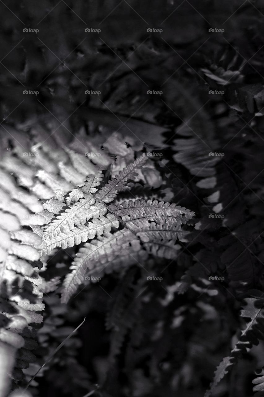 Black and white photo of a fern in the dark undergrowth illuminated by the sun's rays