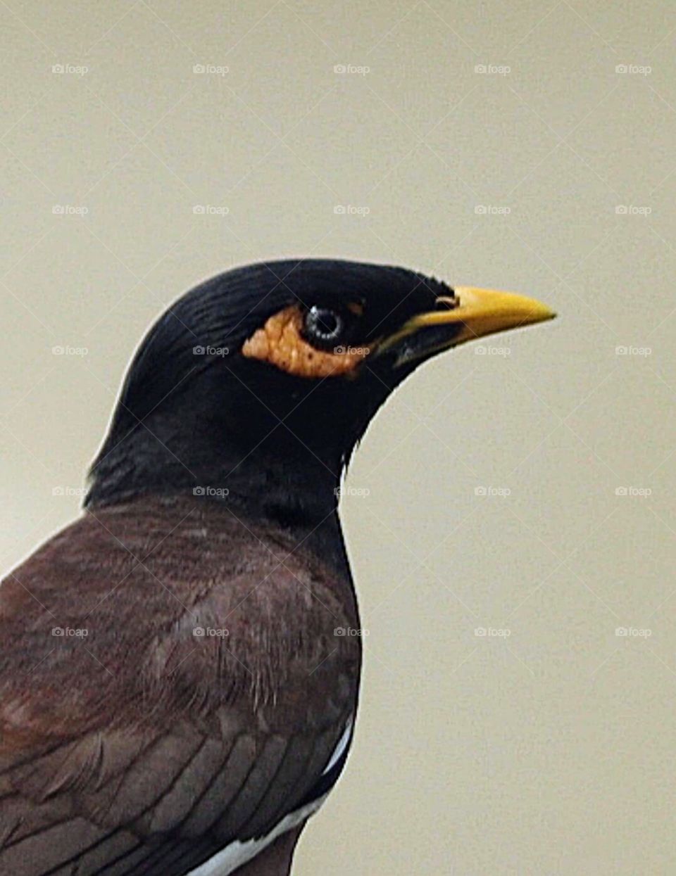 Common myna National park, Rajasthan. India. ... I like so much bcoz she looking so simple n beautiful (cute).  