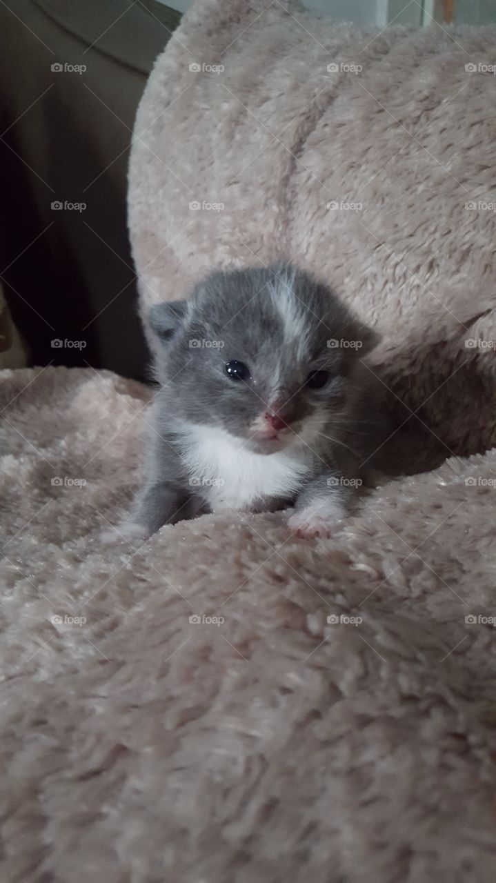 Tiny Kitty