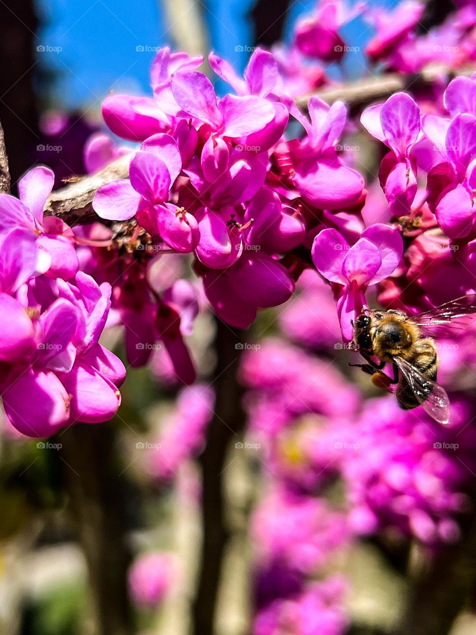 Purple summer bee