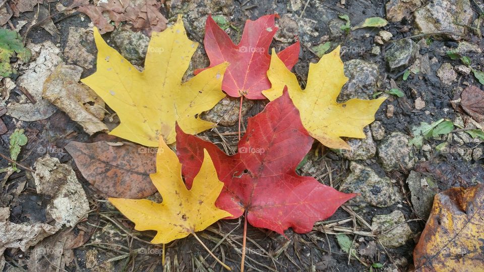 Sugar Maple Leaves