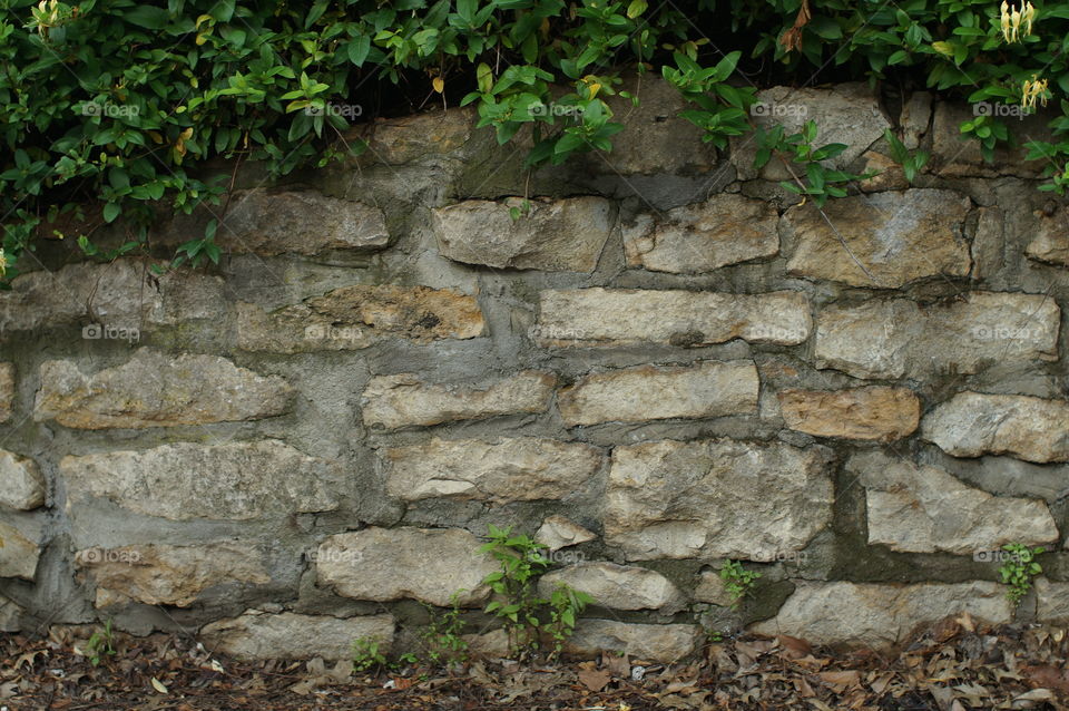 Old stone wall. Limestone wall 