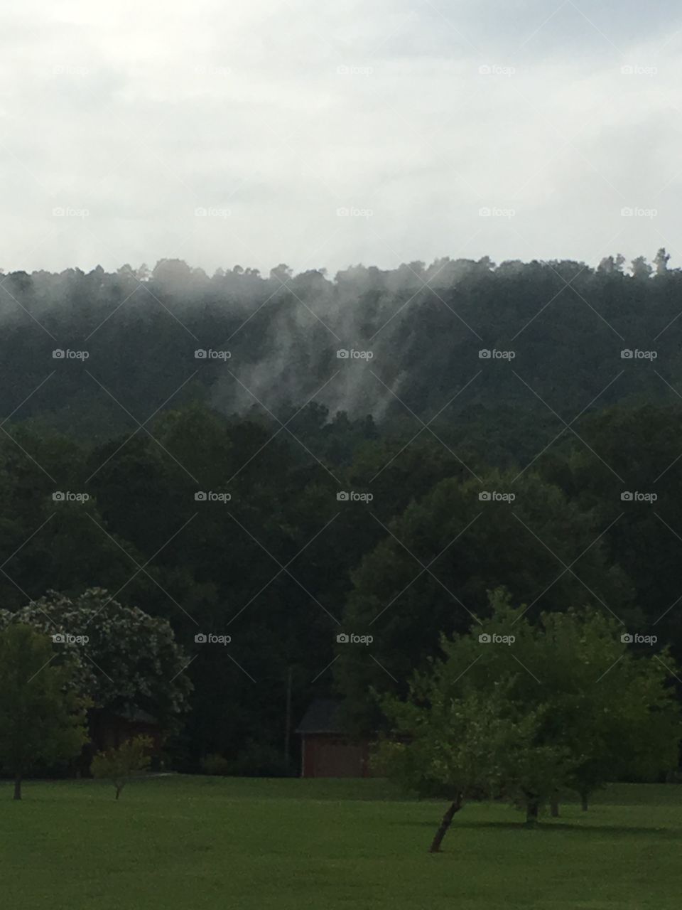 Steam from the trees 