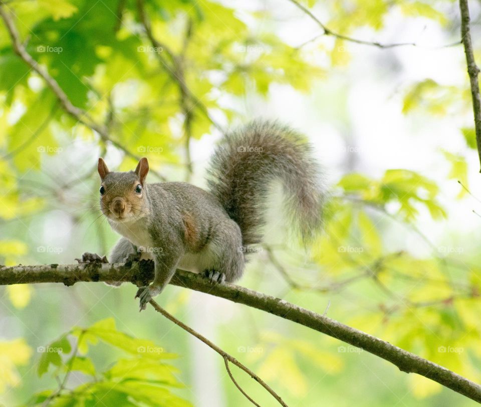 Squirrel on a tree branch with leaves green background looking into the camera on a sunny day