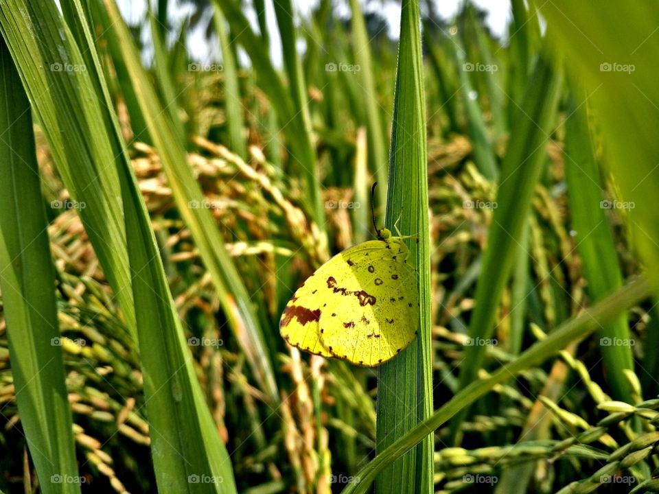 the beautiful little butterfly