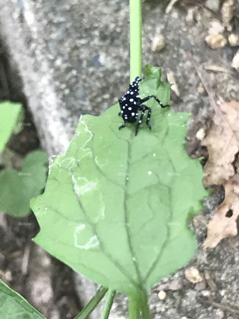 Black & white spider 