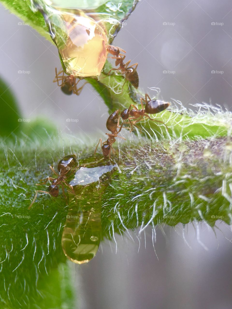 Ants working on honey