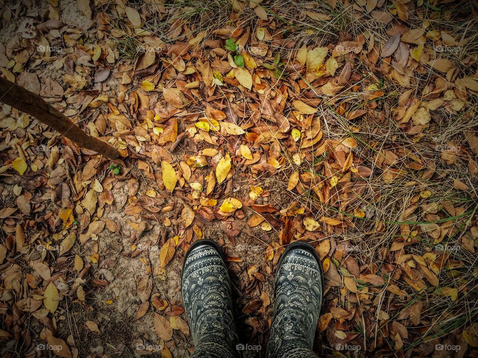 Forest Floor