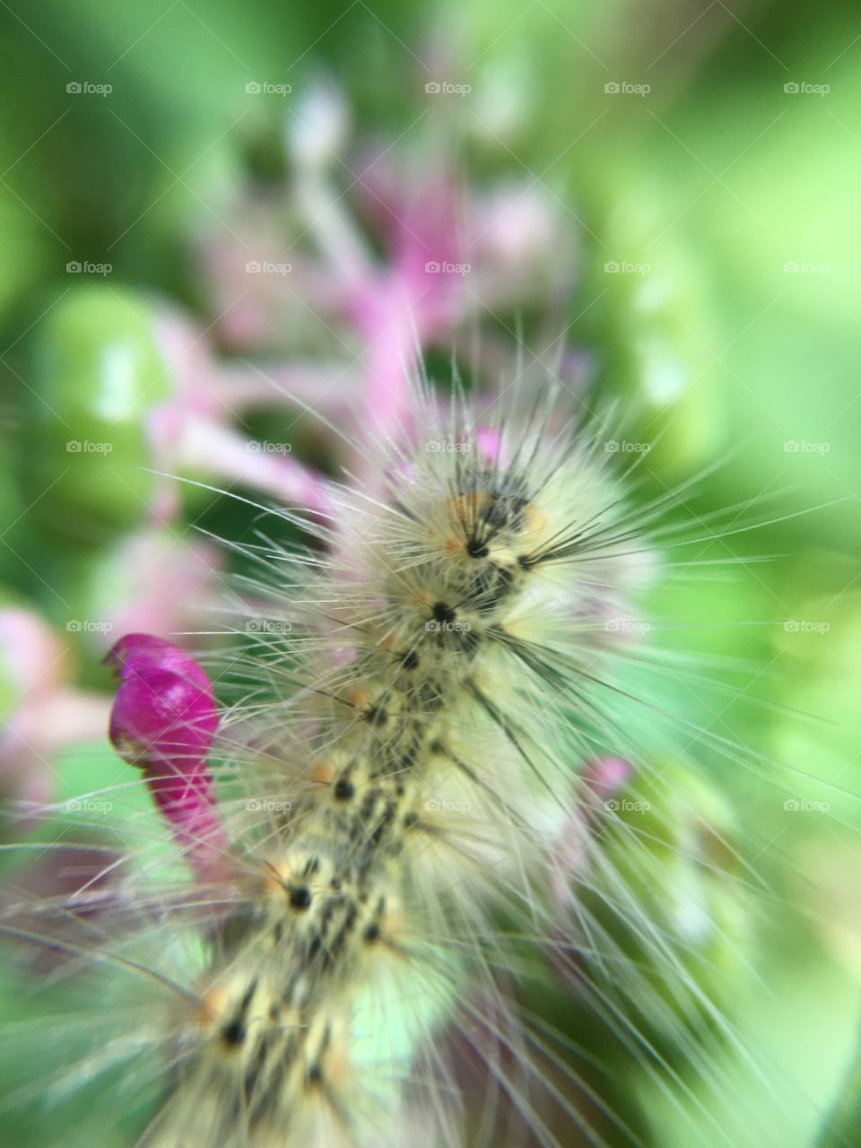 Caterpillar in poke berry bush