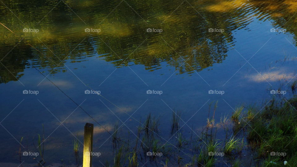 simple trees simple life