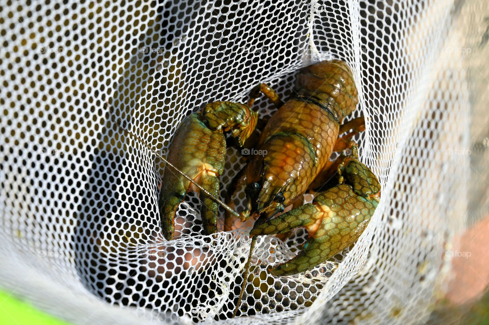 The Crawdad with net shadows caught in the net at the river 