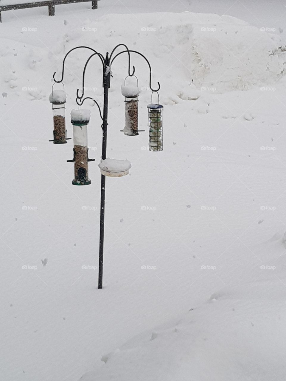 bird feeding station in snowstorm