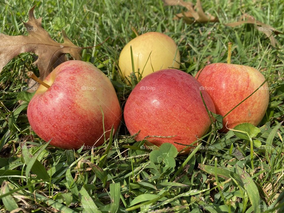 Red and yellow apples on the grass 