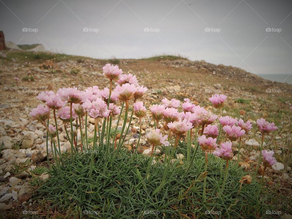 Seaside cliff flowers