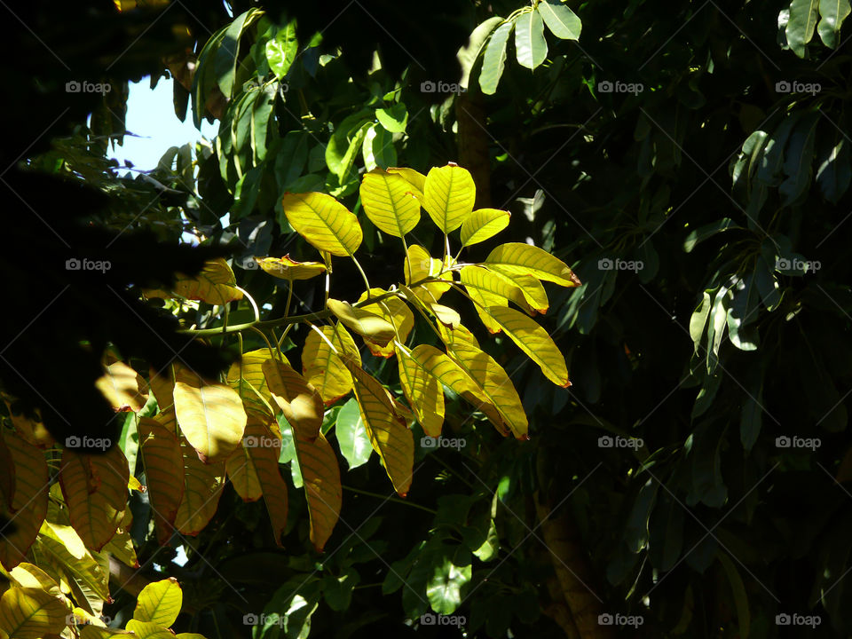 Yellow leaves backlit by sunlight in Tafira Alta, Las Palmas, Spain.