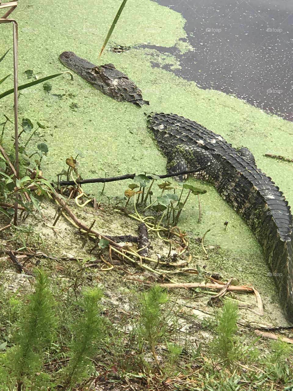 St. Andrews State Park 