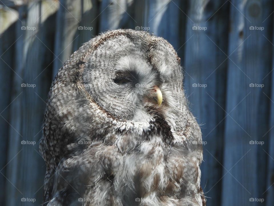 A close up of a owl 