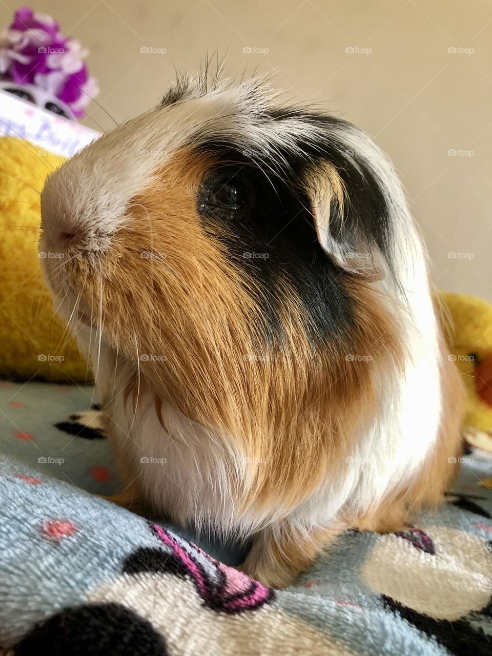 Silky soft Guinea pig Jonathan 