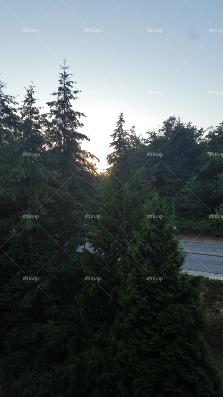 sunset view from behind pinetrees and street