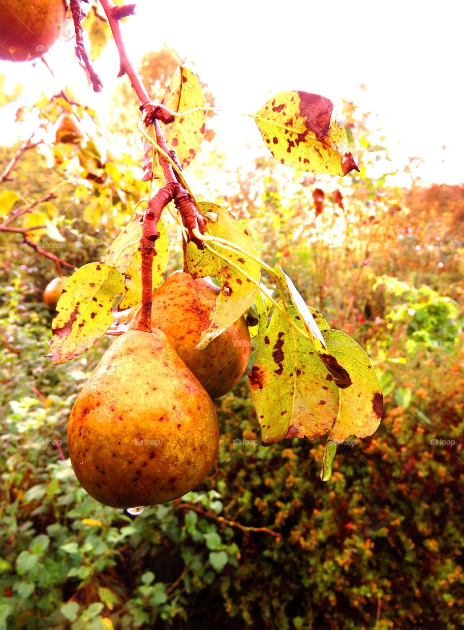 beautiful autumn