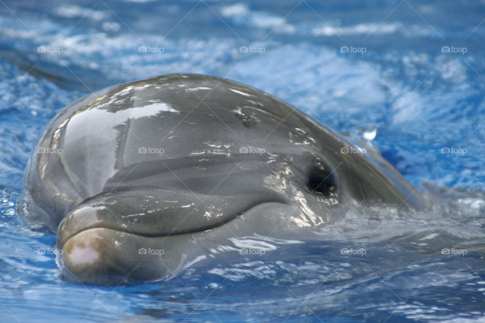 italy water sea dolphin by plzlook
