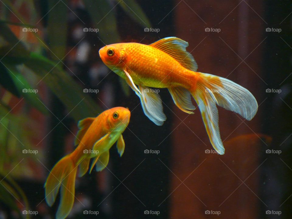 Beautiful and cute fish