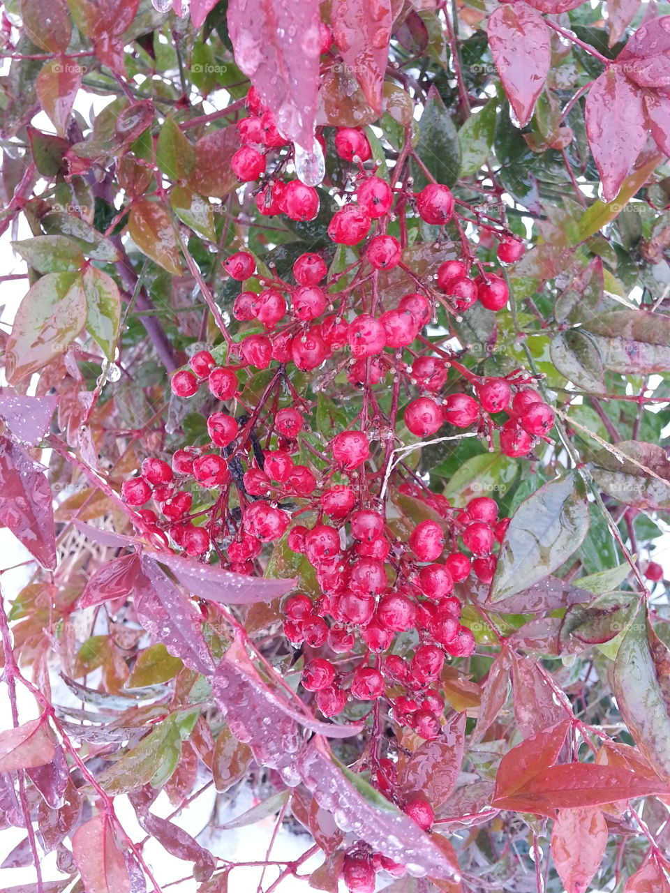 Red berries on bush. Red berries on bush