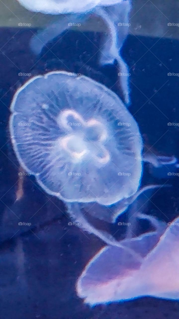 Jellyfish