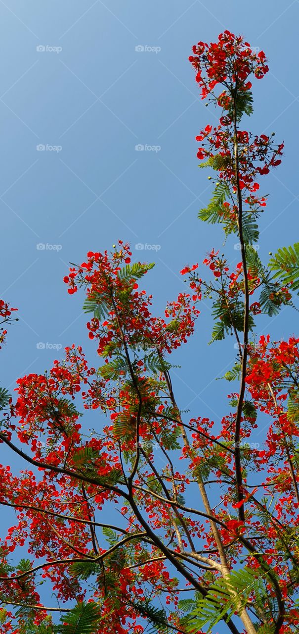 red flowers, flamboyan