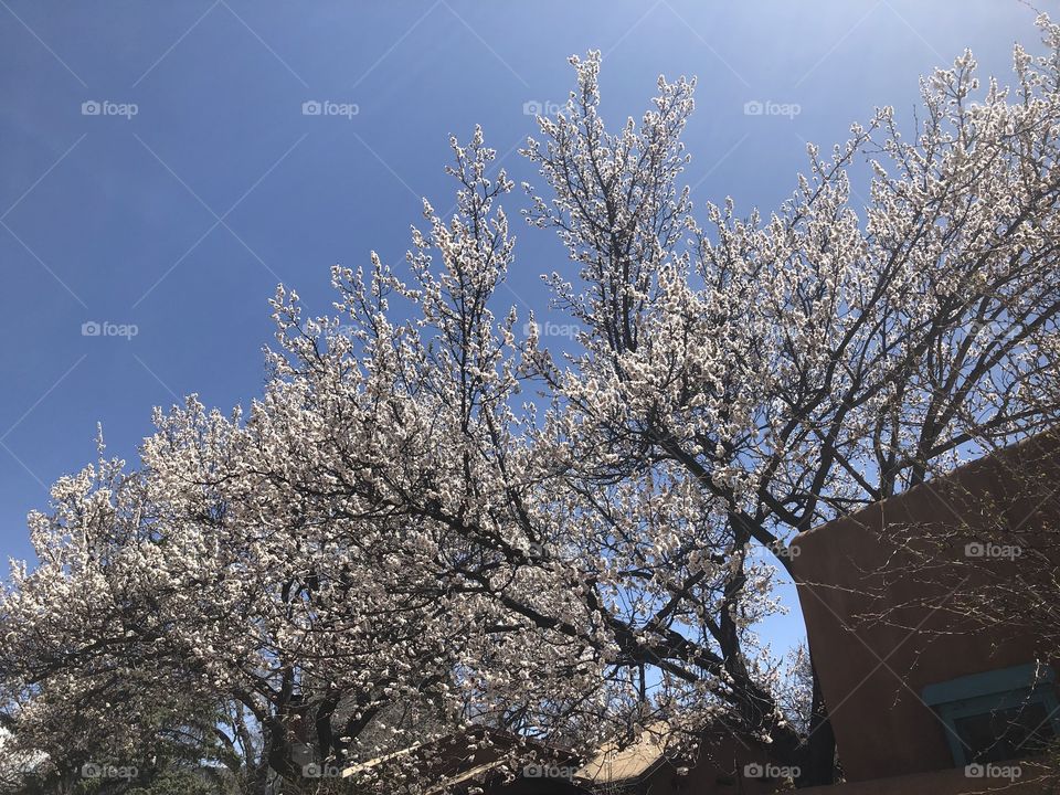 Apricot Tree