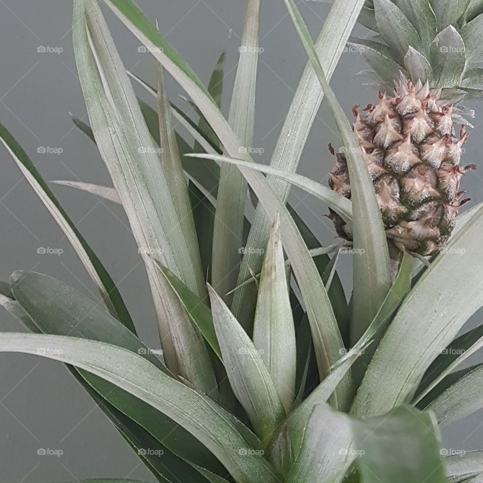 pinapple plant