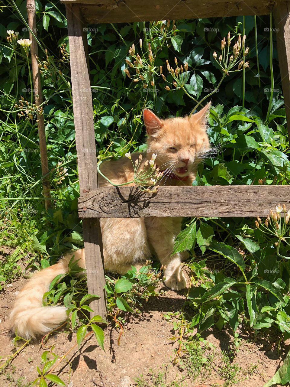 kitten grimacing behind a wooden ladder