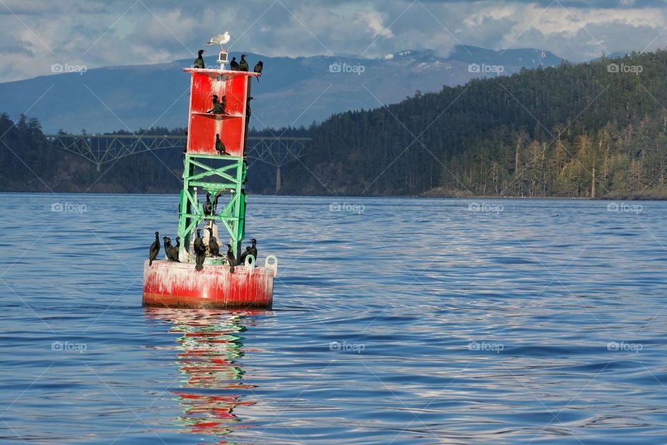 Cormorants and gull on a buoy 