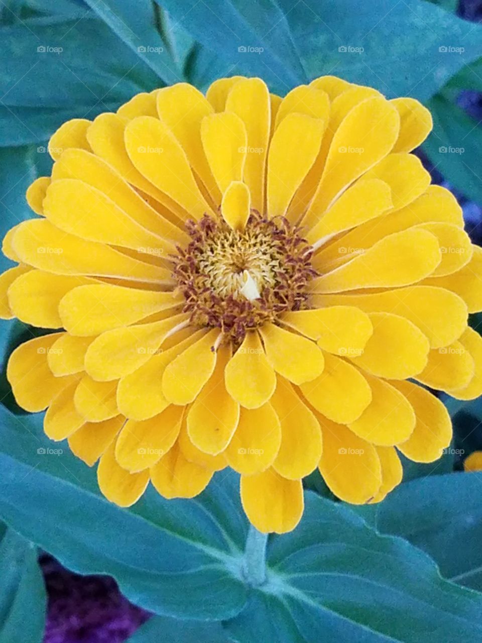 yellow bloom