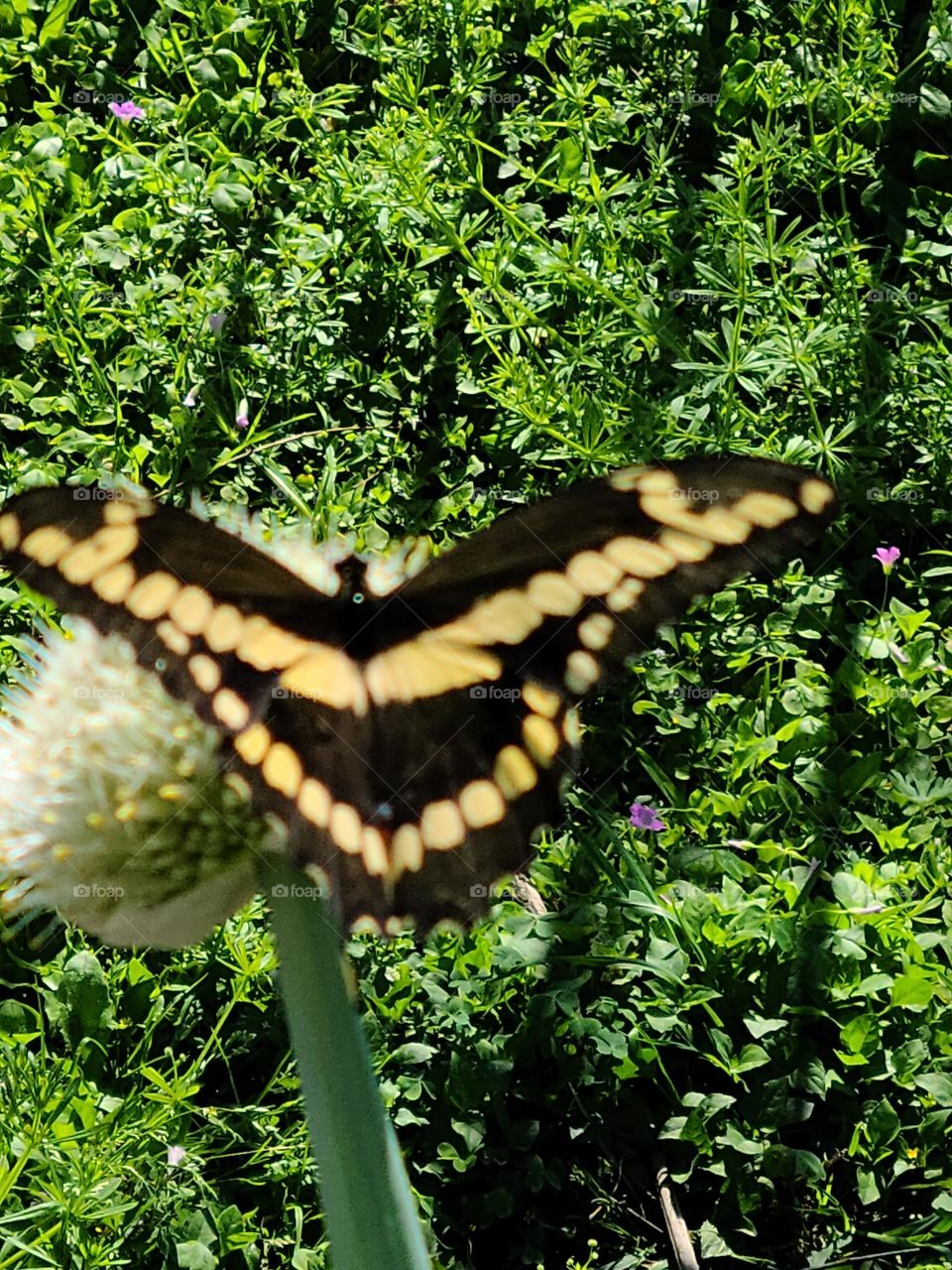 Butterfly in the park