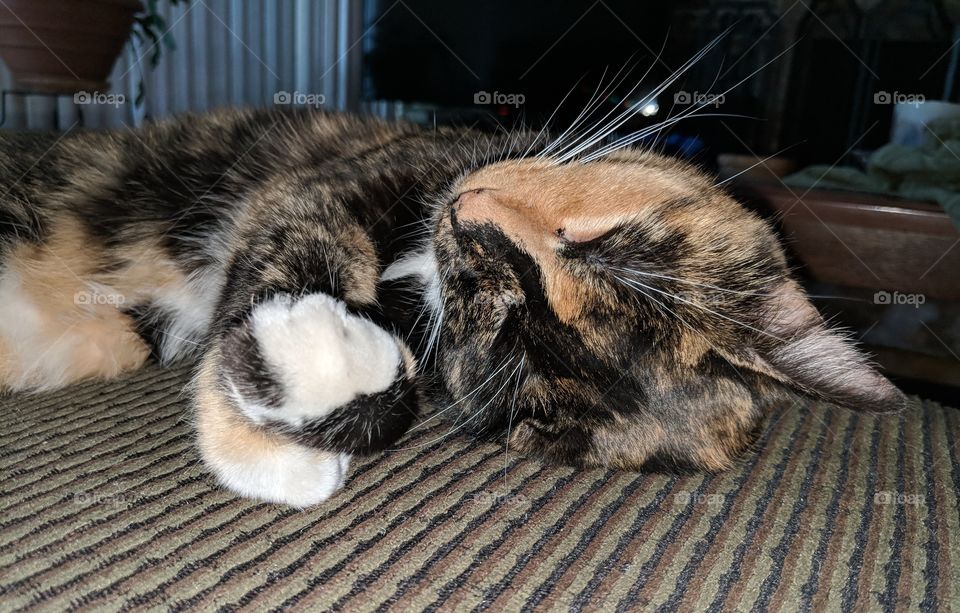 Sleeping Cat - Close Up of Face