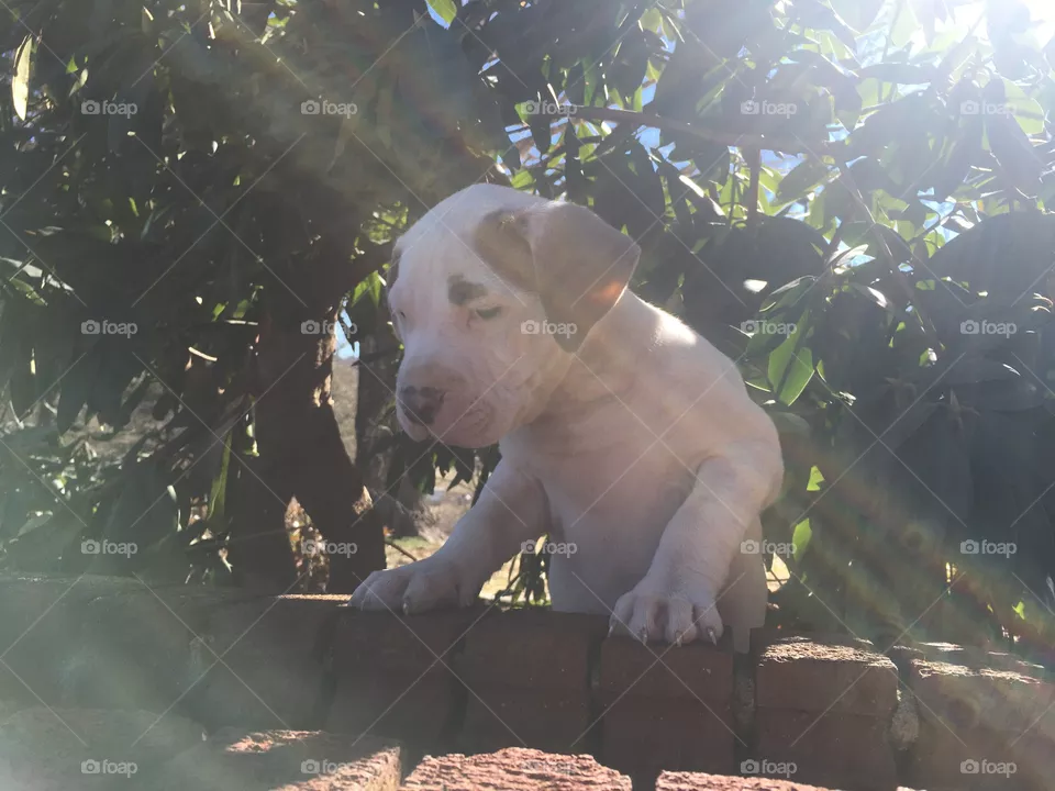 Cute dog