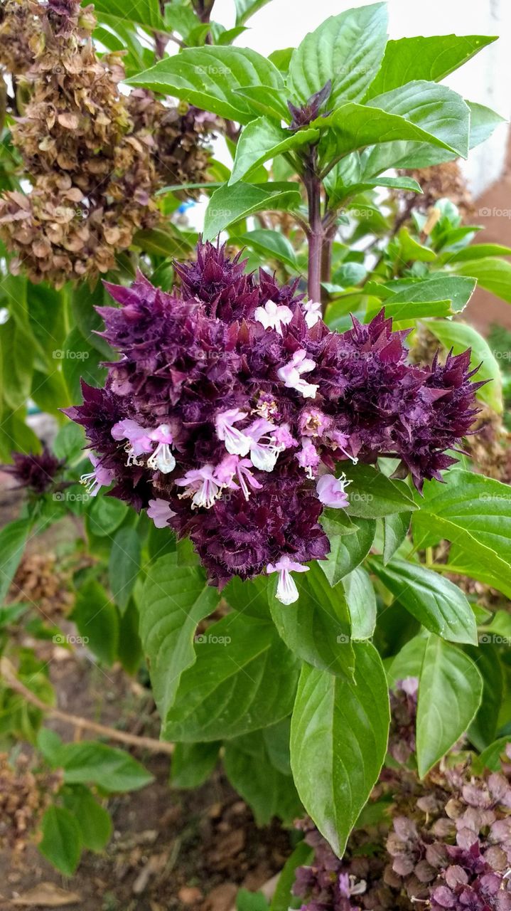 Flor de albahaca close up